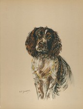 ENGLISH SPRINGER SPANIEL