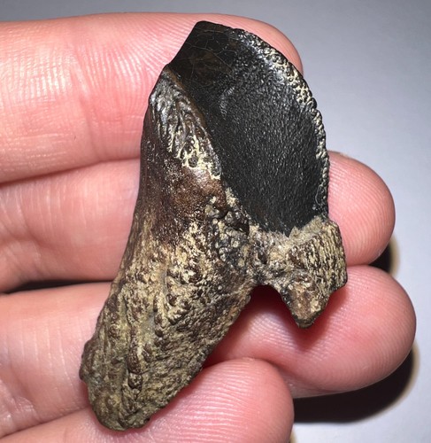Gem huge triceratops - huge, or