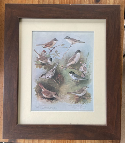 Framed print warblers a - framed,