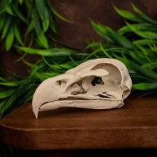 Bald Eagle Skull Replica