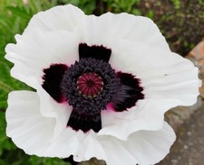 6 PAPAVER orientale 'CHECKERS'