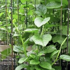 30 Malabar Spinach Seeds, Pui