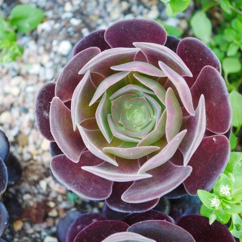Aeonium velour 10cm - 10cm, plant