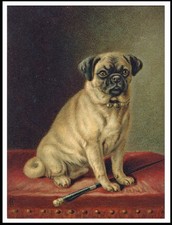 PUG SITTING DOG LOVELY DOG ART