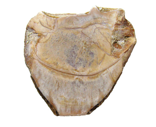 Cretaceous phosphate beds - cretaceous,