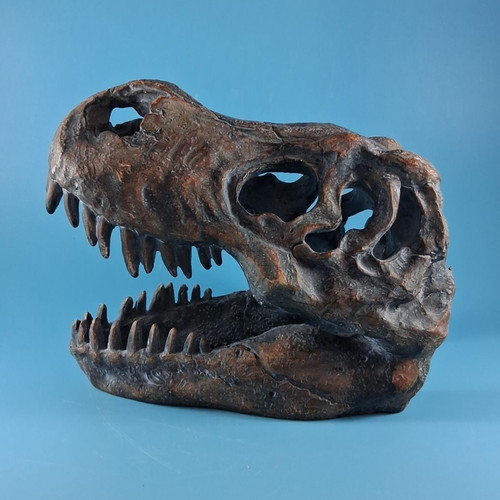 Dinosaur skull fossil - skull,
