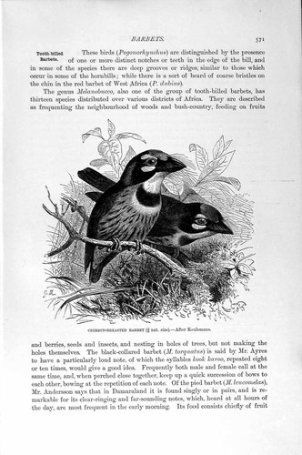 Old antique print natural - antique,