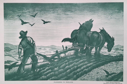 Horse plough farm - horse, farming