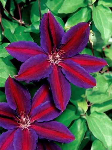 Purple red clematis - red,