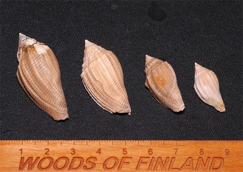 Eocene gastropod volutospina - gastropod,