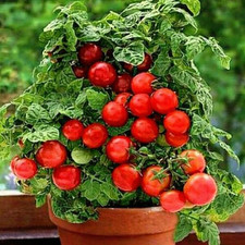Micro Dwarf Tomato - Minibel -