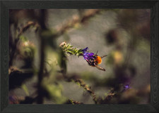 Queen Bee Framed Wall Art