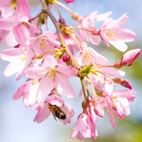 Prunus subhirtella pendula - subhirtella, 'pendula