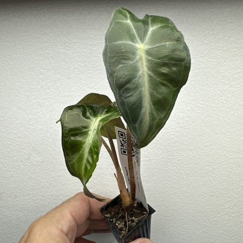 Alocasia venom mutation very - venom,