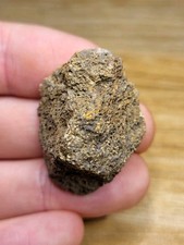 Triceratops Skull Fossil Hell