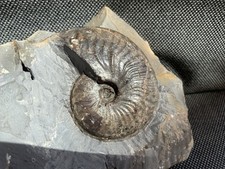 Pseudolioceras sp. Jurassic