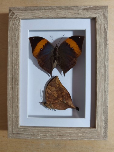Vintage 1920s dead leaf - 1920s,