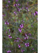 3X VERBENA BAMPTON PERENNIAL
