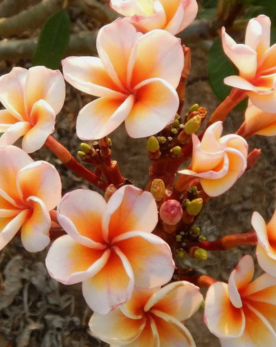 Mix plumeria boutique seeds - 10,
