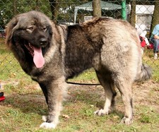 Caucasian Shepherd Dog GLOSSY