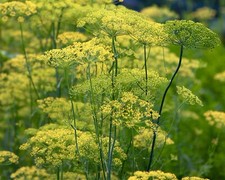 1000 x Dill Seeds 'Dukat' Easy Grow Hardy Annual Garden Herb Seeds -Finest Seeds