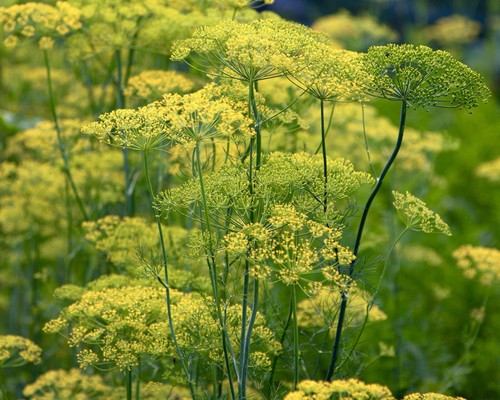 1000 dill seeds dukat easy - x,
