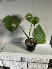 Variegated Monstera Plant D