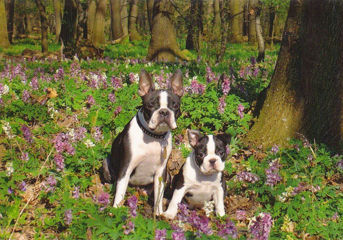 Boston terrier puppy postcard - terrier,