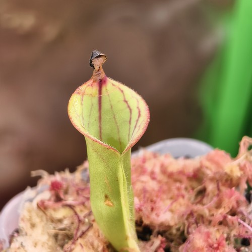 Heliamphora macdonaldae - heliamphora,