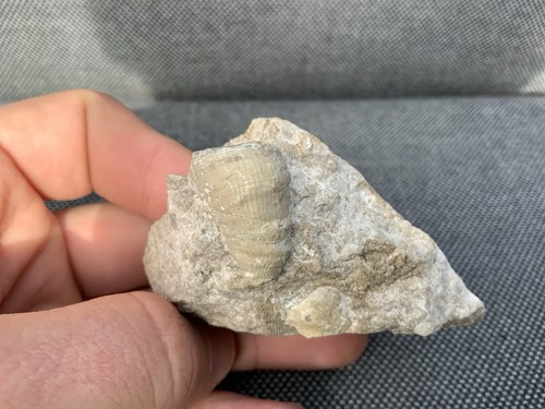 Fossil coral specimen - specimen, in