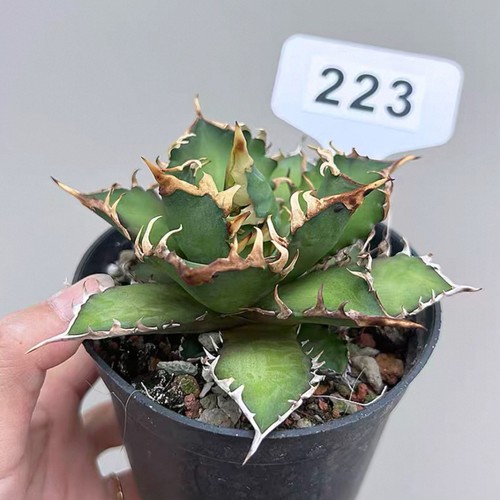 1pcs 9cm seedgrowth agave - 1pcs,