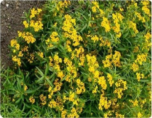 Herb mexican tarragon - herb,