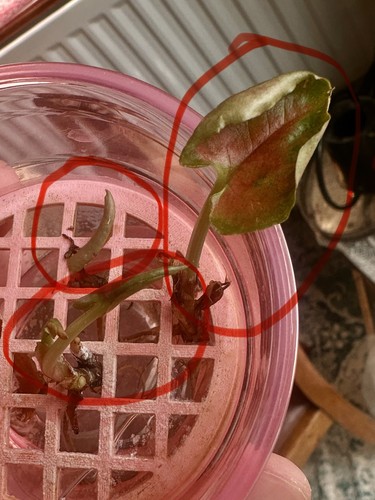 Syngonium strawberry ice