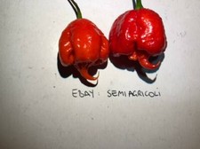 CAROLINA REAPER, 10 Seeds
