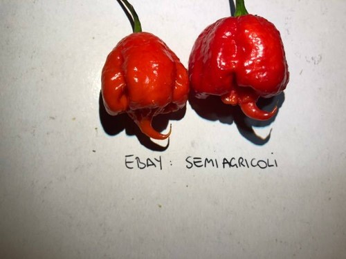 Carolina reaper seeds - carolina, reaper,
