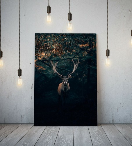 Stag deep framed - 4-,