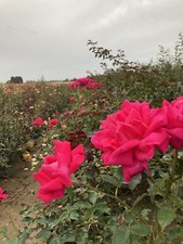 'Pink Peace' Hybrid T Rose