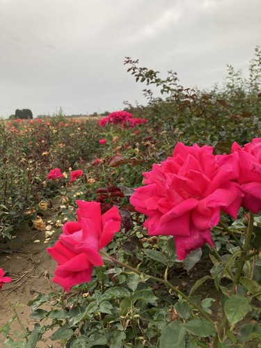 Beautiful pink peace - beautiful, hybrid