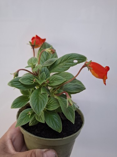 Rare sinningia gloxinia - ,