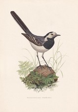 1960 WHITE WAGTAIL Bird Print