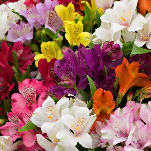 Alstroemeria plant mix - plant,