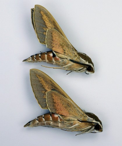 Hyles livornica pair - , ex