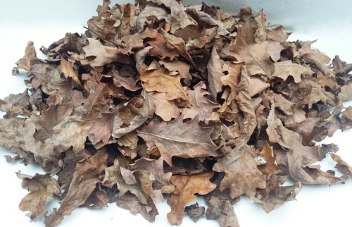 Dried oak leaves - 8l,