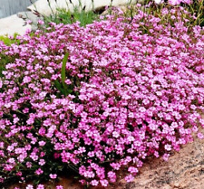 Gypsophila repens rose 3200 seeds + FREE REUSABLE PLANT LABEL