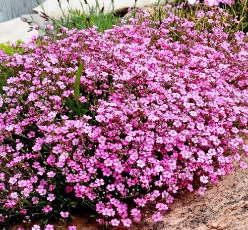 Gypsophila repens rose 800