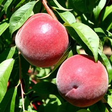 Peach Redhaven Outdoor Fruit