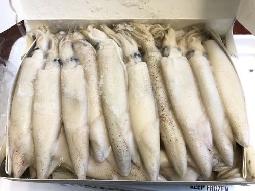 Frozen sea fishing bait - fishing,