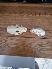 Mink And Muskrat Skull