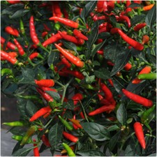 Chilli Pepper 'Demon Red' x 3