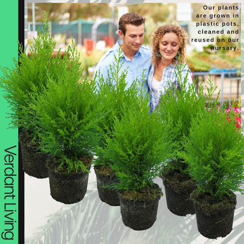 Large plants cupressus - large,